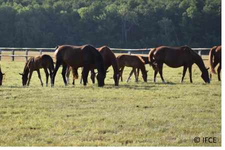 Focus sur l’Artérite Virale Equine (AVE)